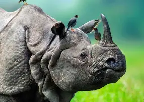 Explore Northeast India's Beauty with Lazytrip