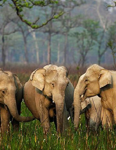 Explore Northeast India's Beauty with Lazytrip